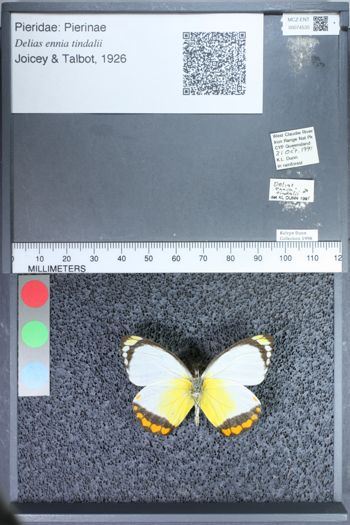 Media type: image;   Entomology 74535
